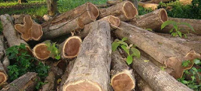 illegal_loggers_in_ghana