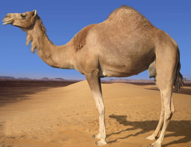 camel_in_desert