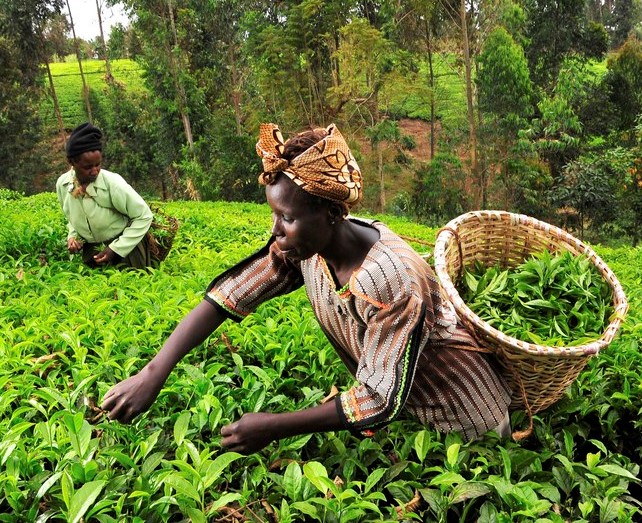 Kenya's Tea farmers