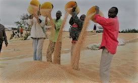 Imported wheat in Kenya
