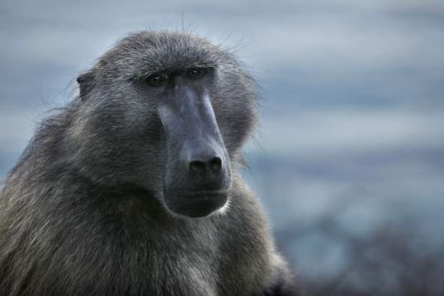 baboon