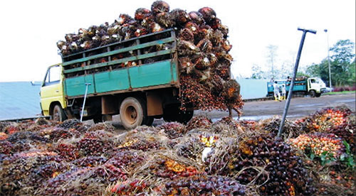 Oil Palm