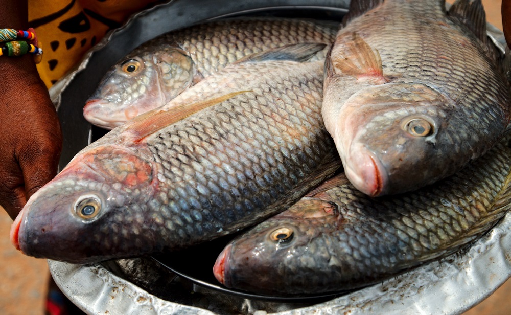  tilapia 