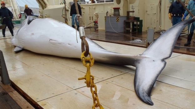 Japan to restart commercial whale hunt