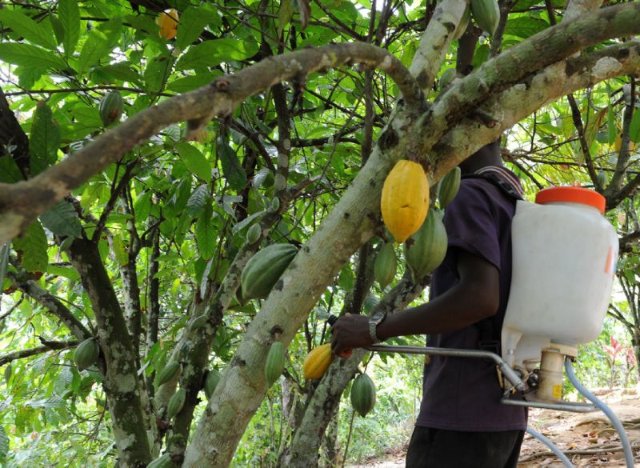 Cocoa farmers call for reform of mass cocoa spraying exercise 