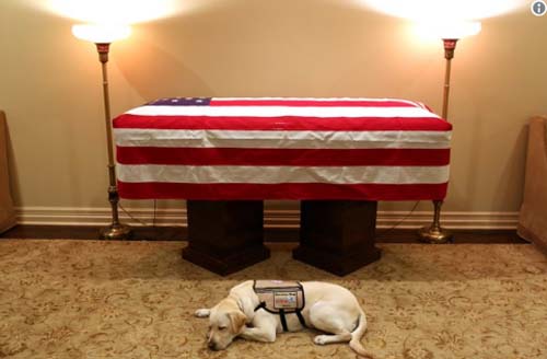 Former President George H.W. Bush's service dog Sully, lying next to Bush's casket Dec. 2, 2018. The image was posted by Bush's spokesperson Jim McGrath on Twitter with the caption 