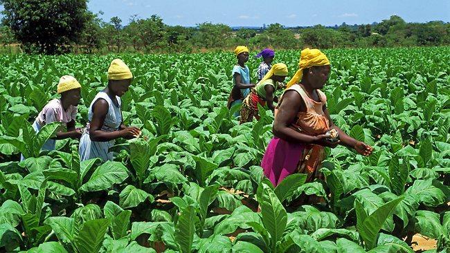 world_bank_launches_business_of_agriculture_report