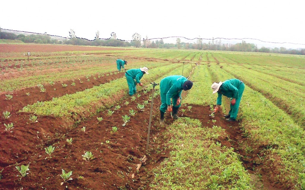 planting_for_food_and_jobs_programme