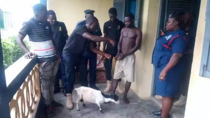 Central Region: Man caught allegedly sleeping with goat