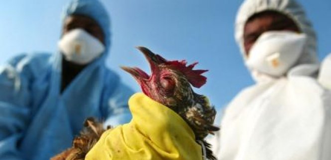 Bird Flu outbreak affects 3 Regions, kills over 11,000 birds