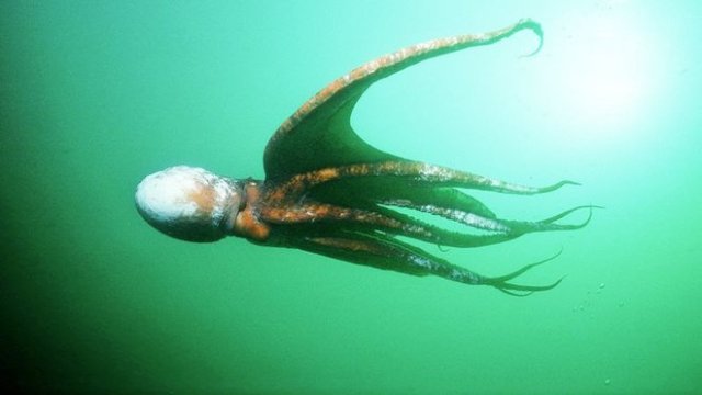 Japan's 'psychic' octopus