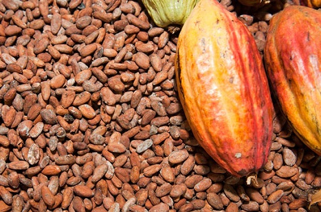 COCOBOD assures drop in cocoa prices will not affect Ghana