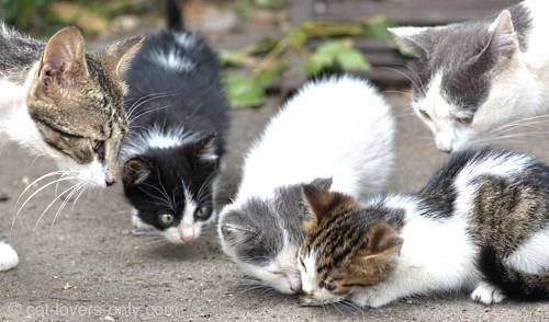 Man arrested in Kenya for killing 1,000 cats