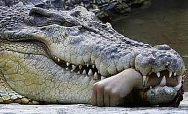 Crocodile kills Pastor during baptism