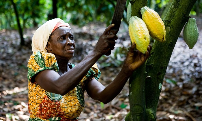 Ghana risks indebtedness in $1.3bn cocoa loan