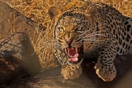 Leopard eats 3-year-old child in Uganda