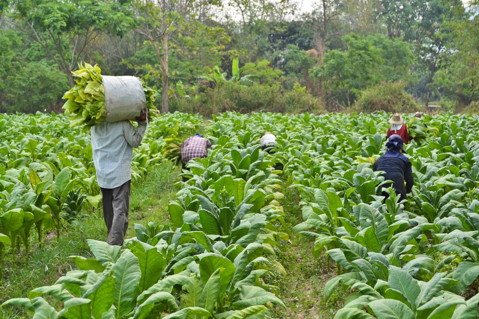 MOAP_ trained 6,000 Farmers in good agricultural practices