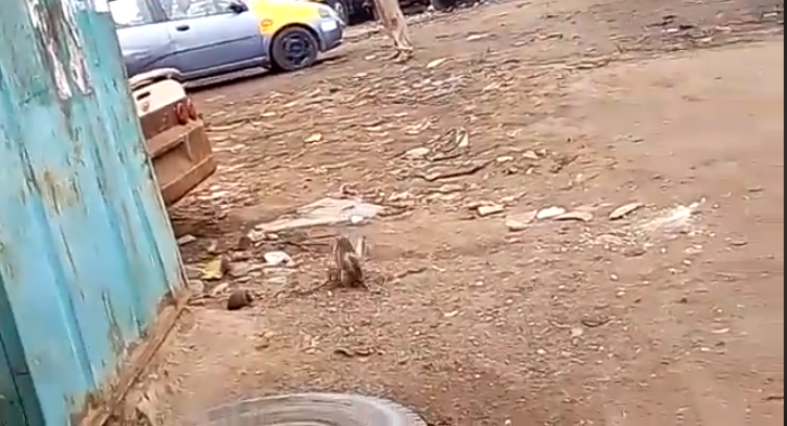 Hardship in Ghana causes big rats to fight in public over food