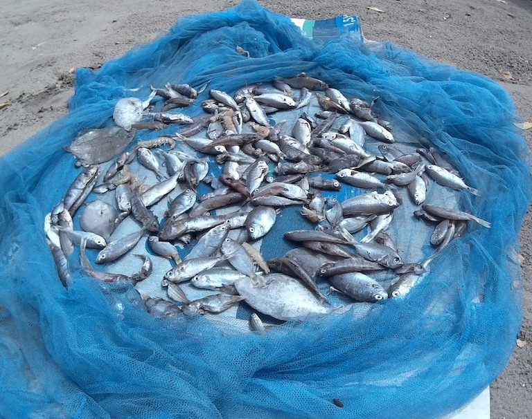 juvenile fishes