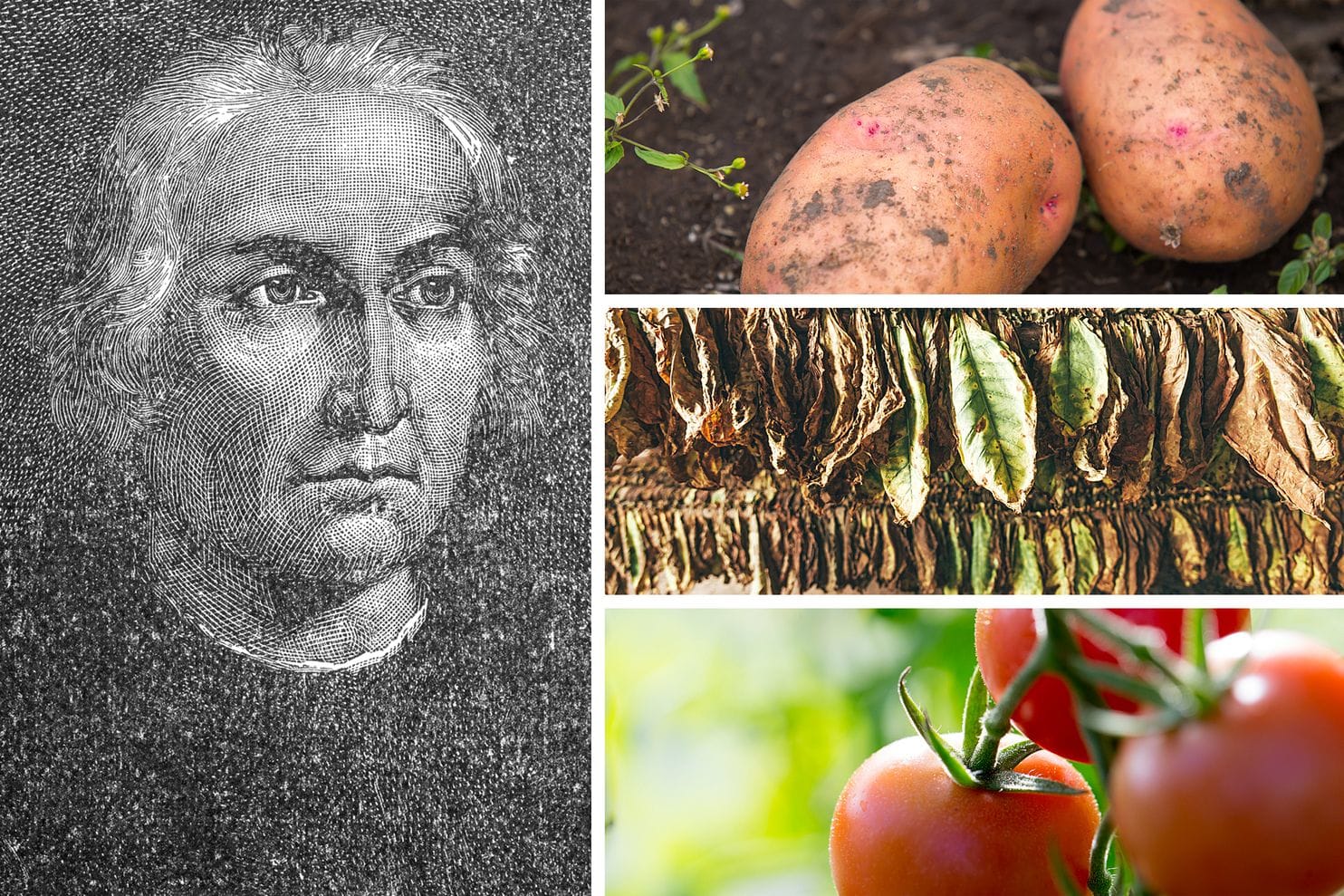 Clockwise from left: An engraved portrait of Christopher Columbus. Two potatoes in garden soil. Drying tobacco leaves. Homegrown tomatoes on the vine. (Engraving from 