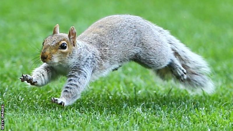 Benin chose the Squirrels nickname to reflect a small nation aiming to climb high