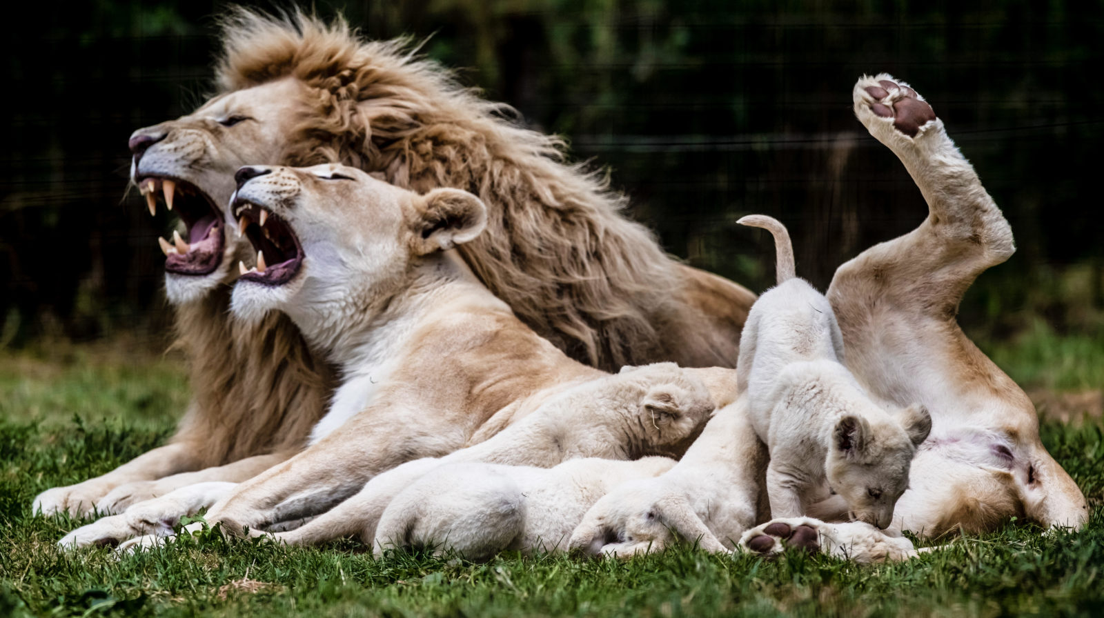 Lions kill 600 cattles in 3 years in Gilgil, Kenya