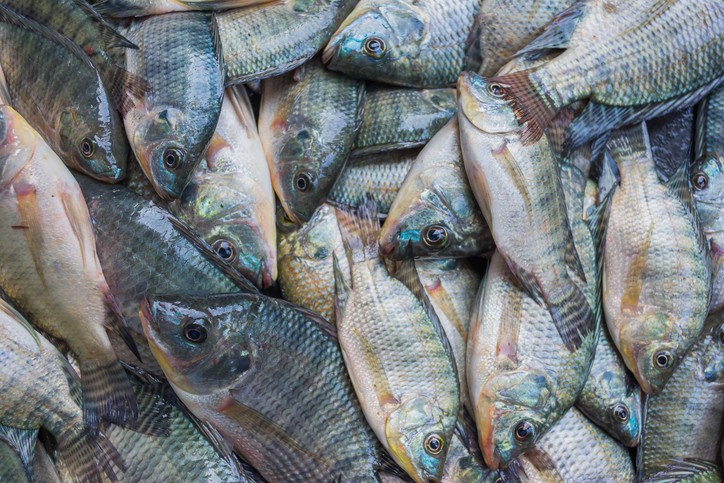 GMO_ tilapia 