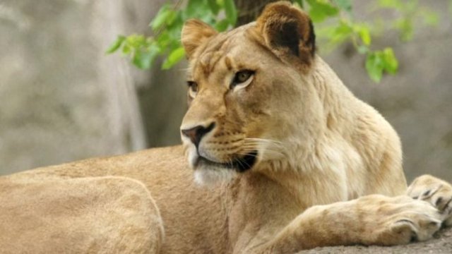 Lioness Zuri had lived with Nyack for eight years and the zoo said the two had never shown aggression before 