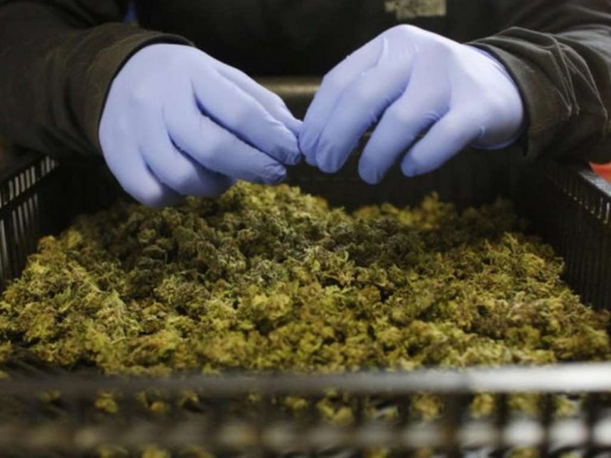 An employee sorts freshly harvested cannabis buds at a medical marijuana plantation in northern Israel March 21, 2017. /REUTERS