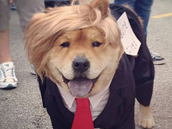 dogs who hilariously resemble politicians