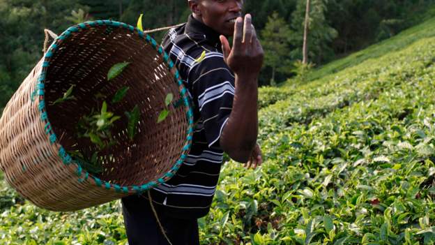 Kenyan tea workers take UK company to court