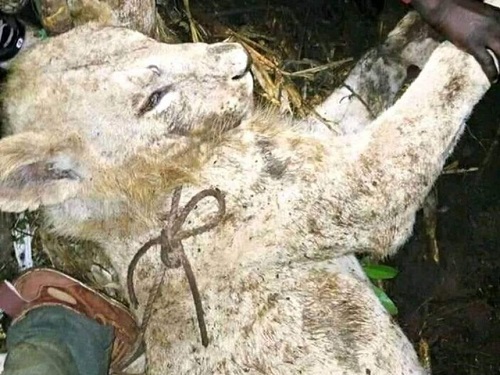 Lion killed by a cow at Luciuti in Igembe North, Meru on Thursday night. /GERALD MUTEITHIA 