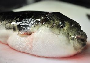 puffer fish