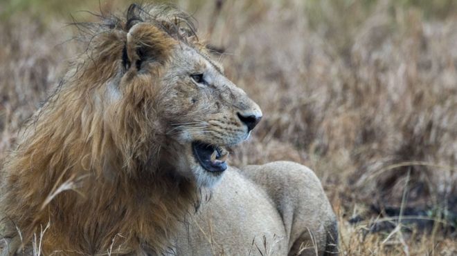 There are around 2,000 lions in Kruger National Park 