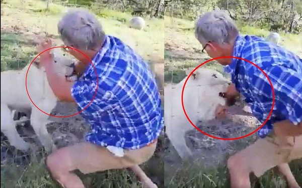 VIDEO: Man punches lioness, saves tourist from being mauled