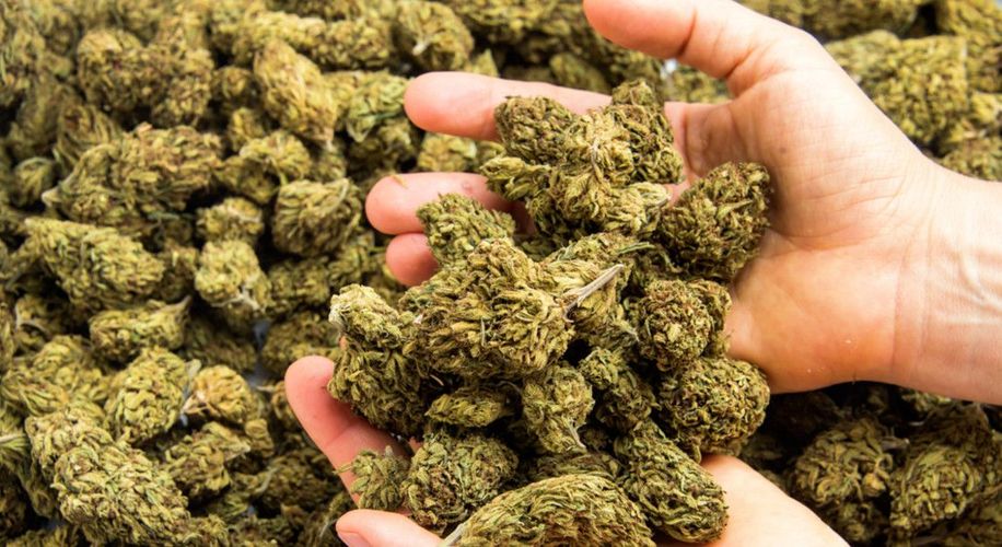 Uganda to export medical marijuana