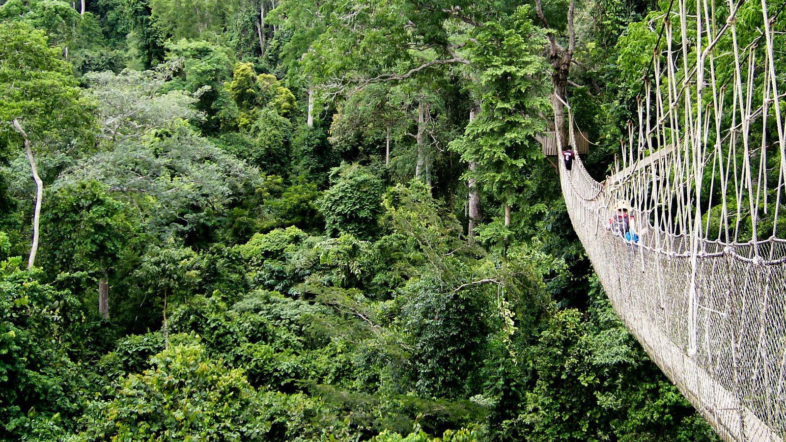 Forest Loss : Ghana records 60% rise - Report - Prime News Ghana