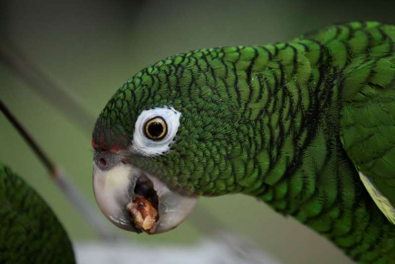 Parrot in police custody for trying to warn drug dealers of raid