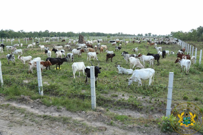 176 Cattle missing at Wawase Ranch