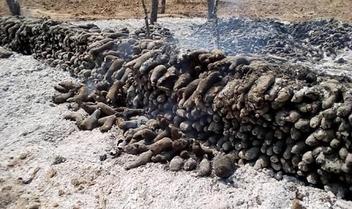 12-year-old boy innocently burns father’s 2,500 tubers of yam