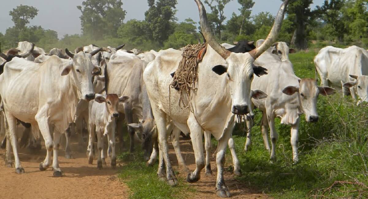 ghana_cattle