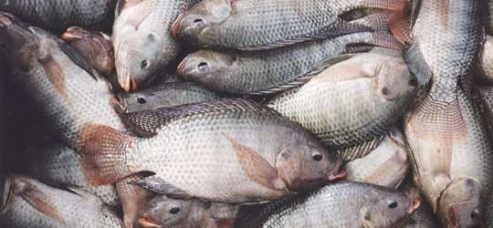 fisheries_commission_tilapia