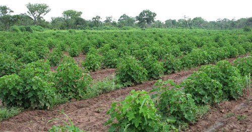 ghana_farmlands