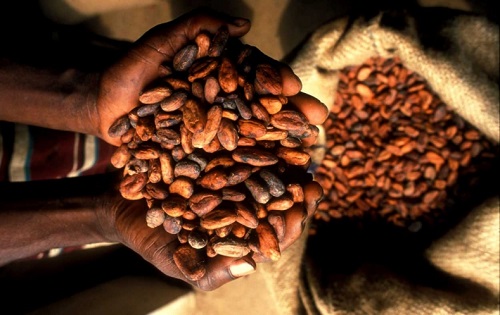 Cocoa seedlings