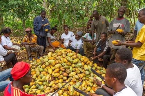 Cocoa farmers in Ghana