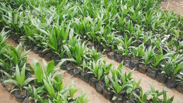 A/R: Farmers receive 105,000 palm seedlings from gov't 