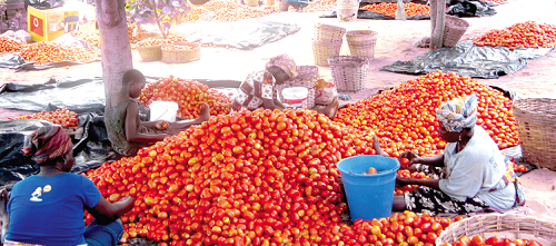 Tomatoes in Ghana