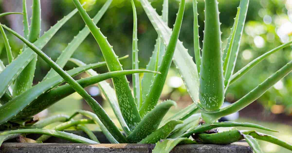 aloe vera