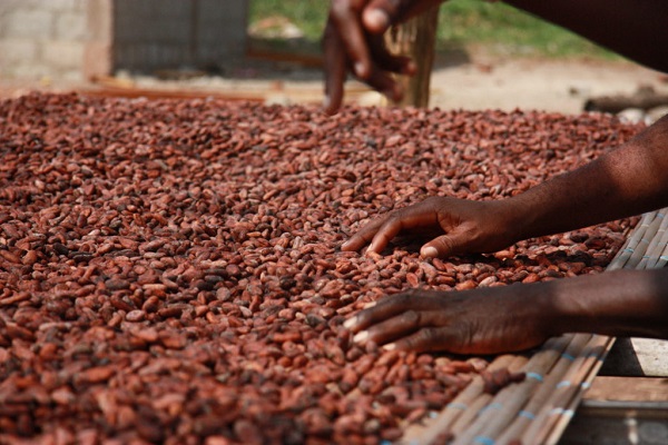 Stakeholders agree to $2,600 floor price for Ghana-Cote d'Ivoire cocoa