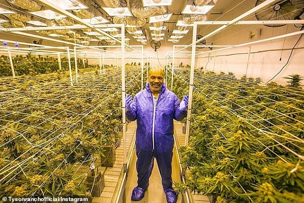 Check out Mike Tyson's 'marijuana' empire